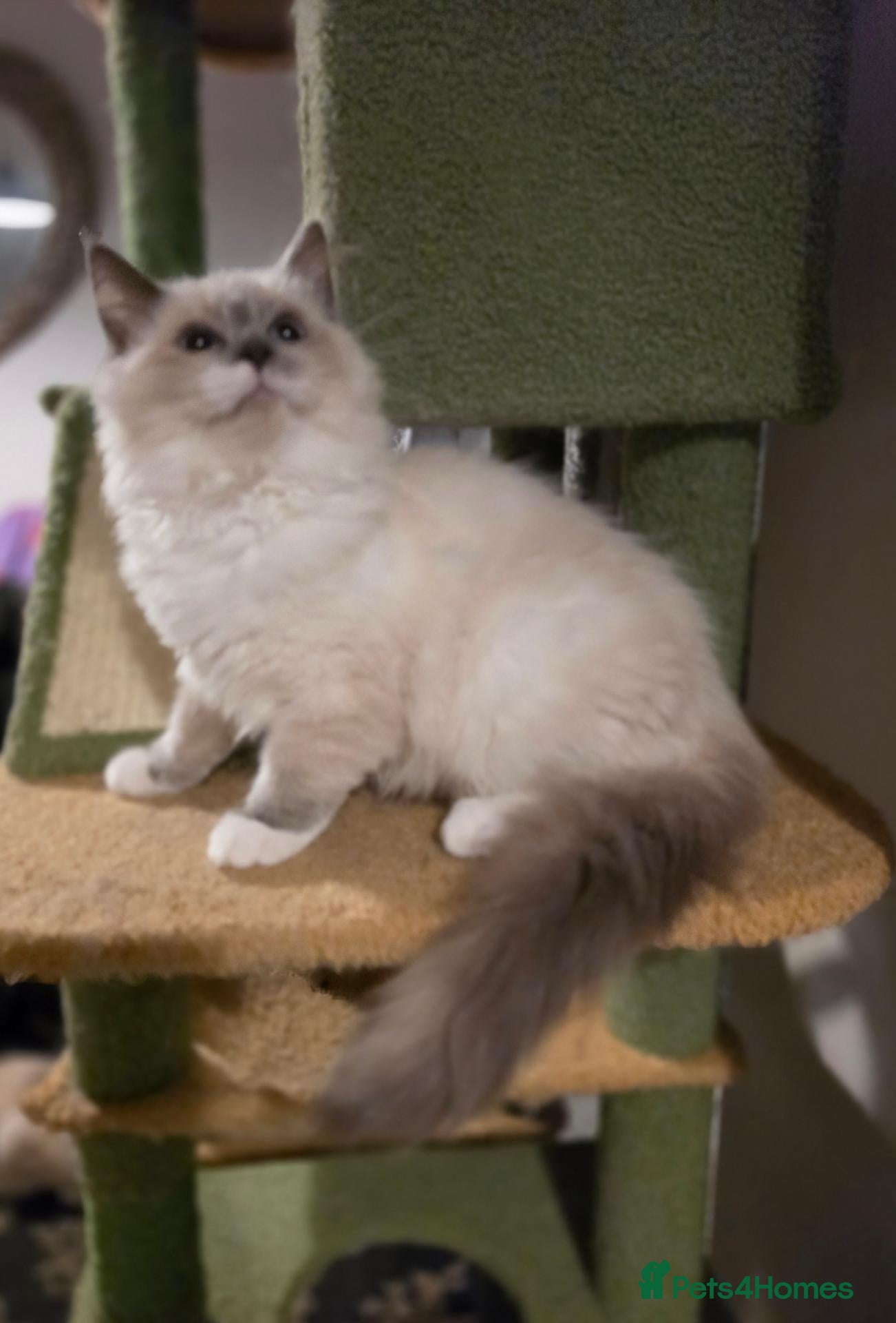 Ragdoll cats 💙🩵 GCCF Registered, Stunnig Boy 💙🩵 - Advert 2