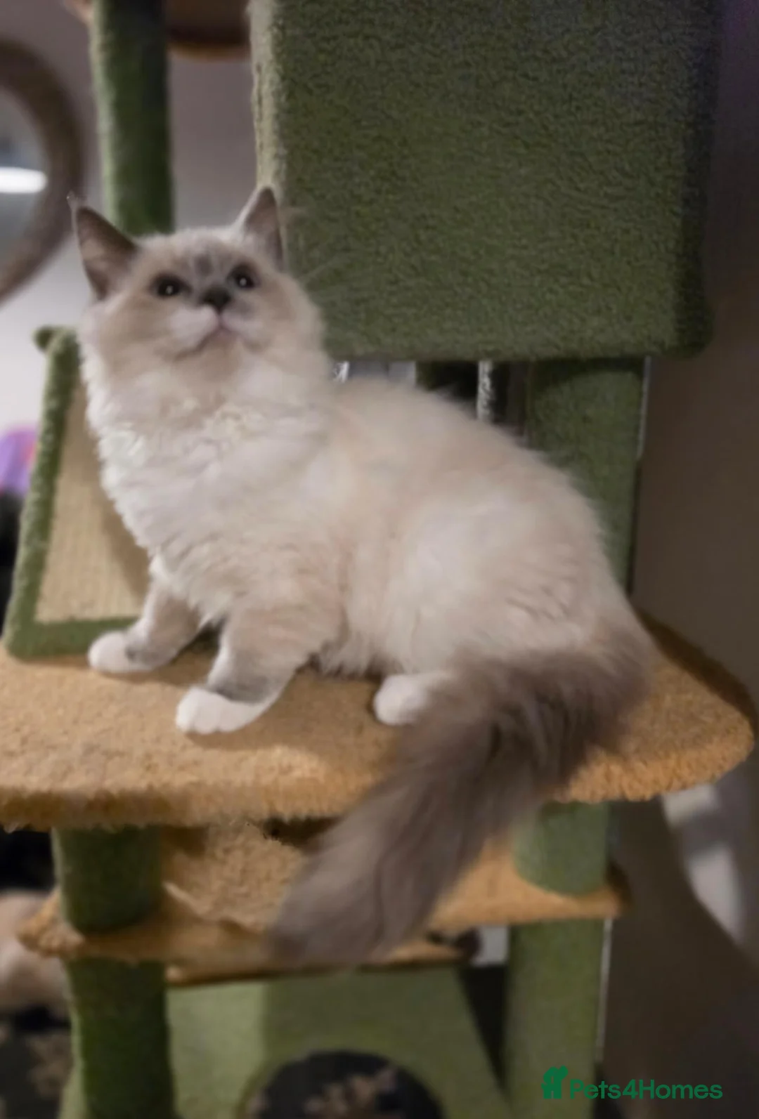 Ragdoll cats for sale: 💙🩵 GCCF Registered, Stunnig Boy 💙🩵 - Advert 2