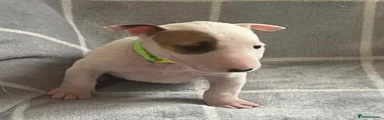 English Bull Terrier 2