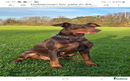 Dobermann dogs for sale: 7 handsome doberman pups - Image 7