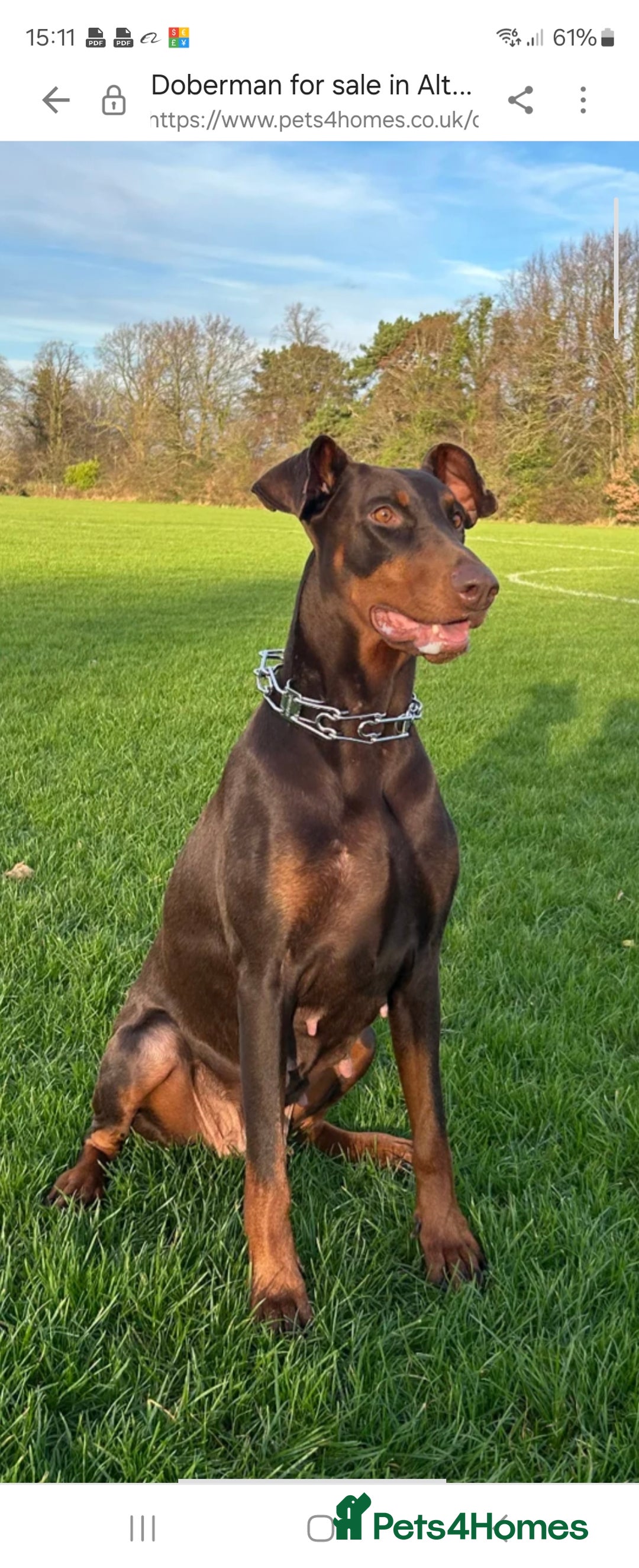 Dobermann dogs for sale: 7 handsome doberman pups - Image 7
