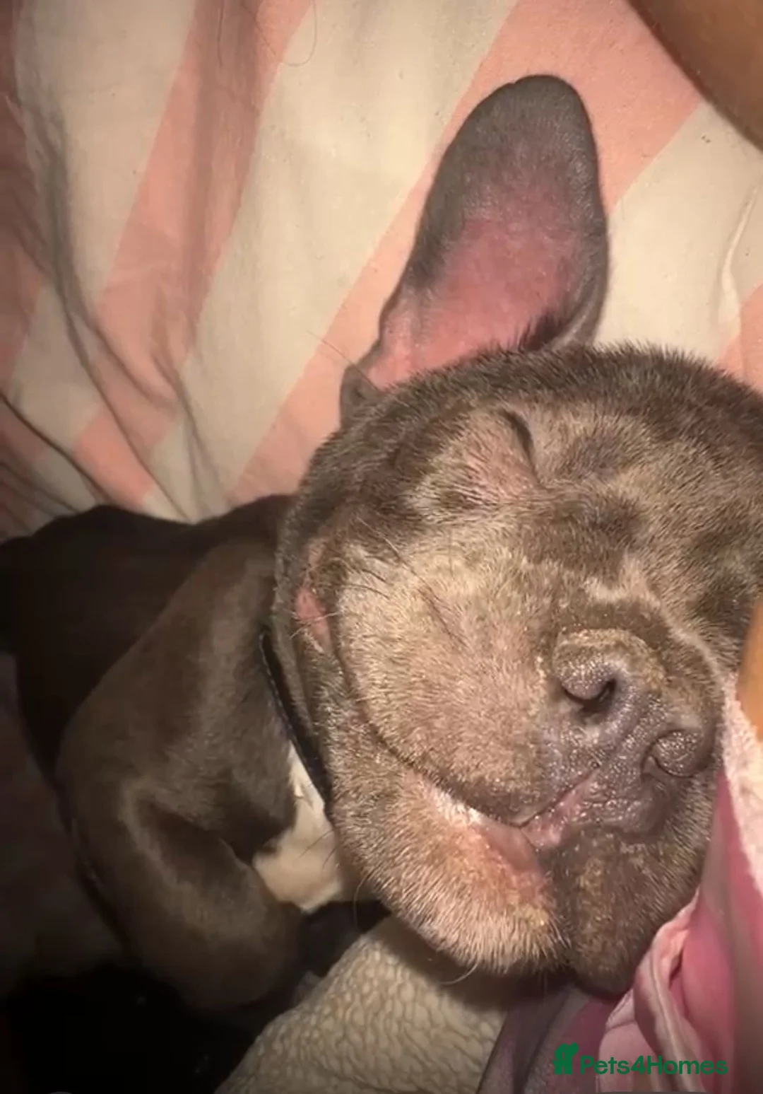 French Bulldog dogs for sale: French bulldog  in Dagenham - Advert 3