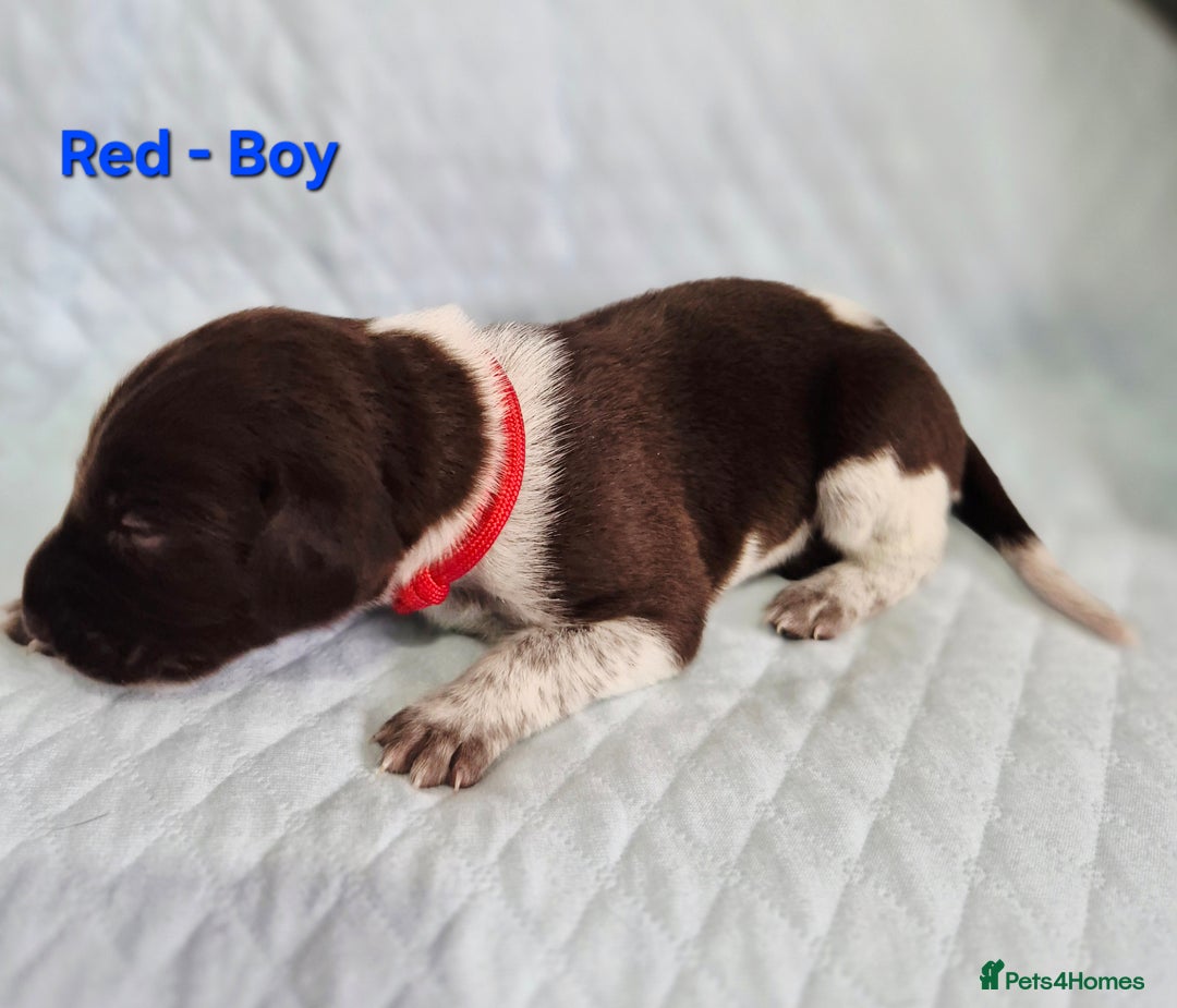 German Shorthaired Pointer dogs for sale: German Shorthaired Pointer/Irish Setter-Poinsetter - Image 24