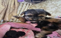 Yorkshire Terrier dogs for sale: 5 yorkies - Image 8