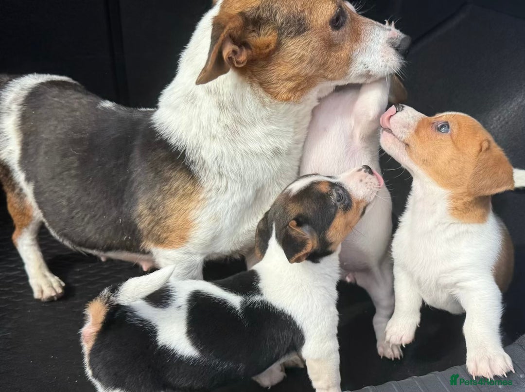 Jack Russell dogs for sale: Adorable Short Legged Jack Russell Puppies - Image 7