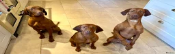 Hungarian Vizsla dogs for sale: Hungarian Vizsla expected litter June 2026 in Richmond - Advert 6