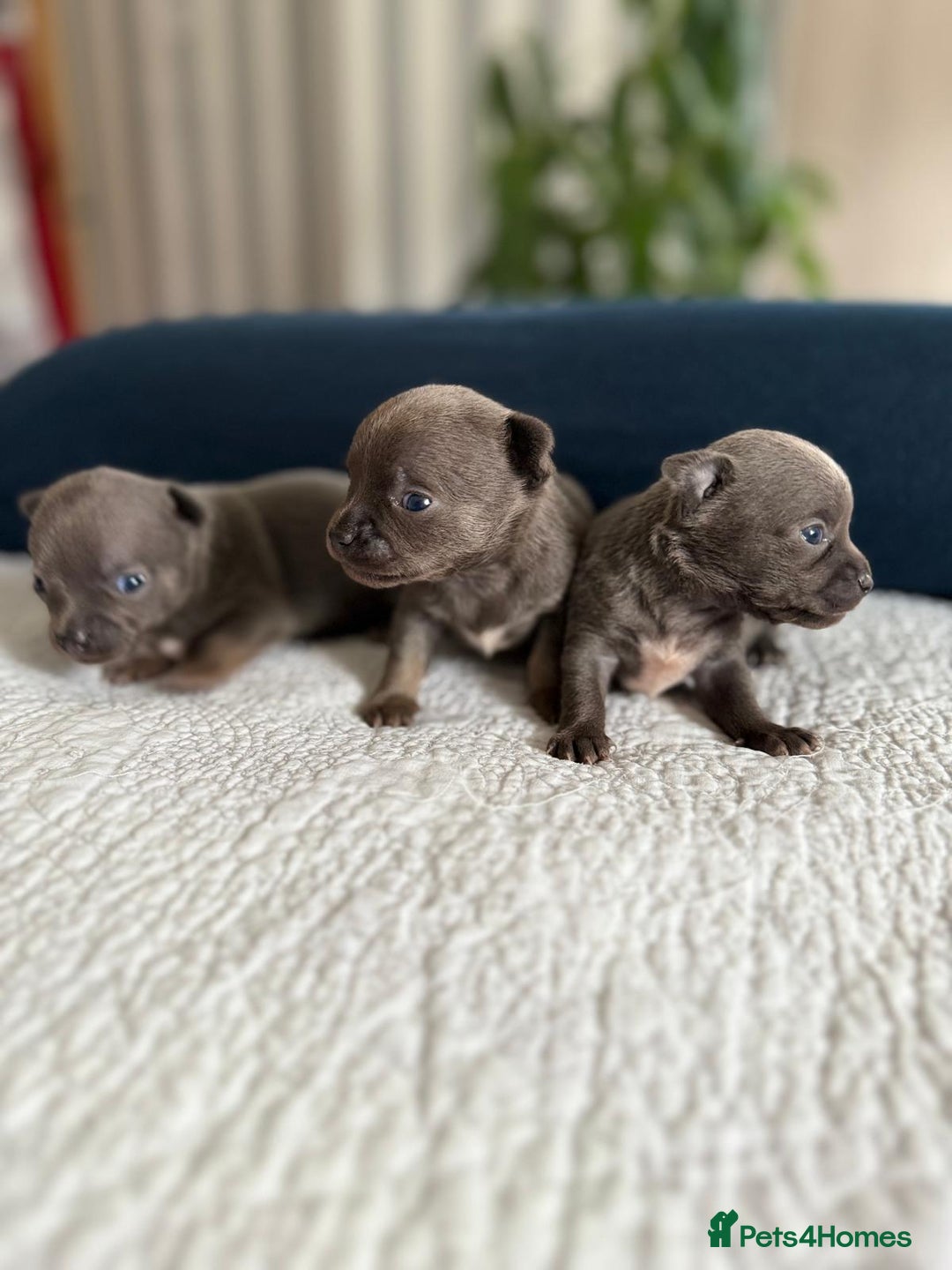 Chihuahua dogs for sale: Best quality Pedigree Puppies KC  - Image 7