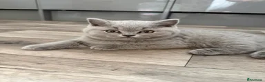 British Shorthair Kitten 3