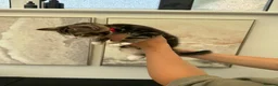 Mixed Breed cats for sale: Beautiful tabby kittens for sale - Advert 20