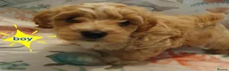 Maltipoo dogs for sale: Korean mulitpoo - Advert 8