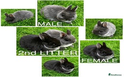 Netherland Dwarf rabbits for sale: Netherland Dwarf Rabbits For Sale. - Image 3