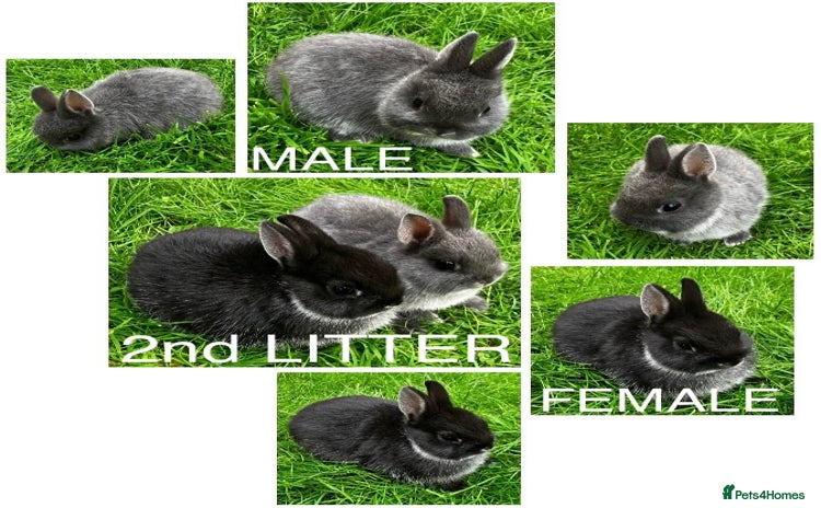 Netherland Dwarf rabbits - Advert 7