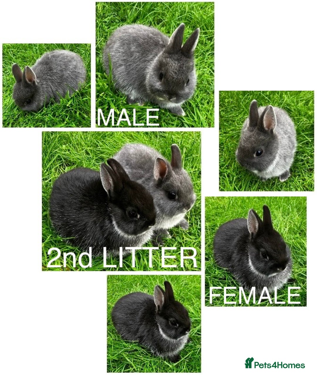 Netherland Dwarf rabbits for sale: Netherland Dwarf Rabbits For Sale. - Image 3