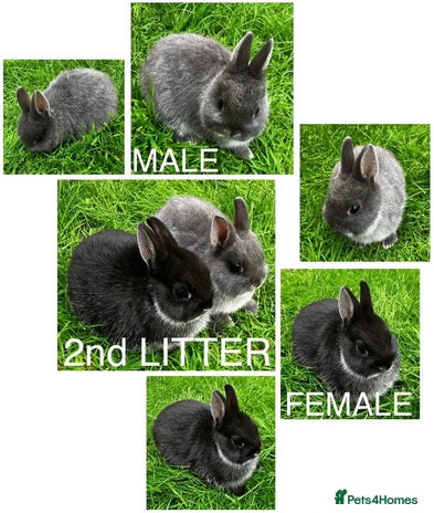 Netherland Dwarf rabbits - Advert 4