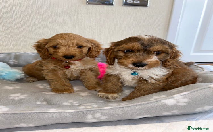 Cockapoo dogs - Advert 1