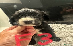 Mixed Breed dogs for sale: Cocker Spaniel x Cavapoo puppies available  - Image 6