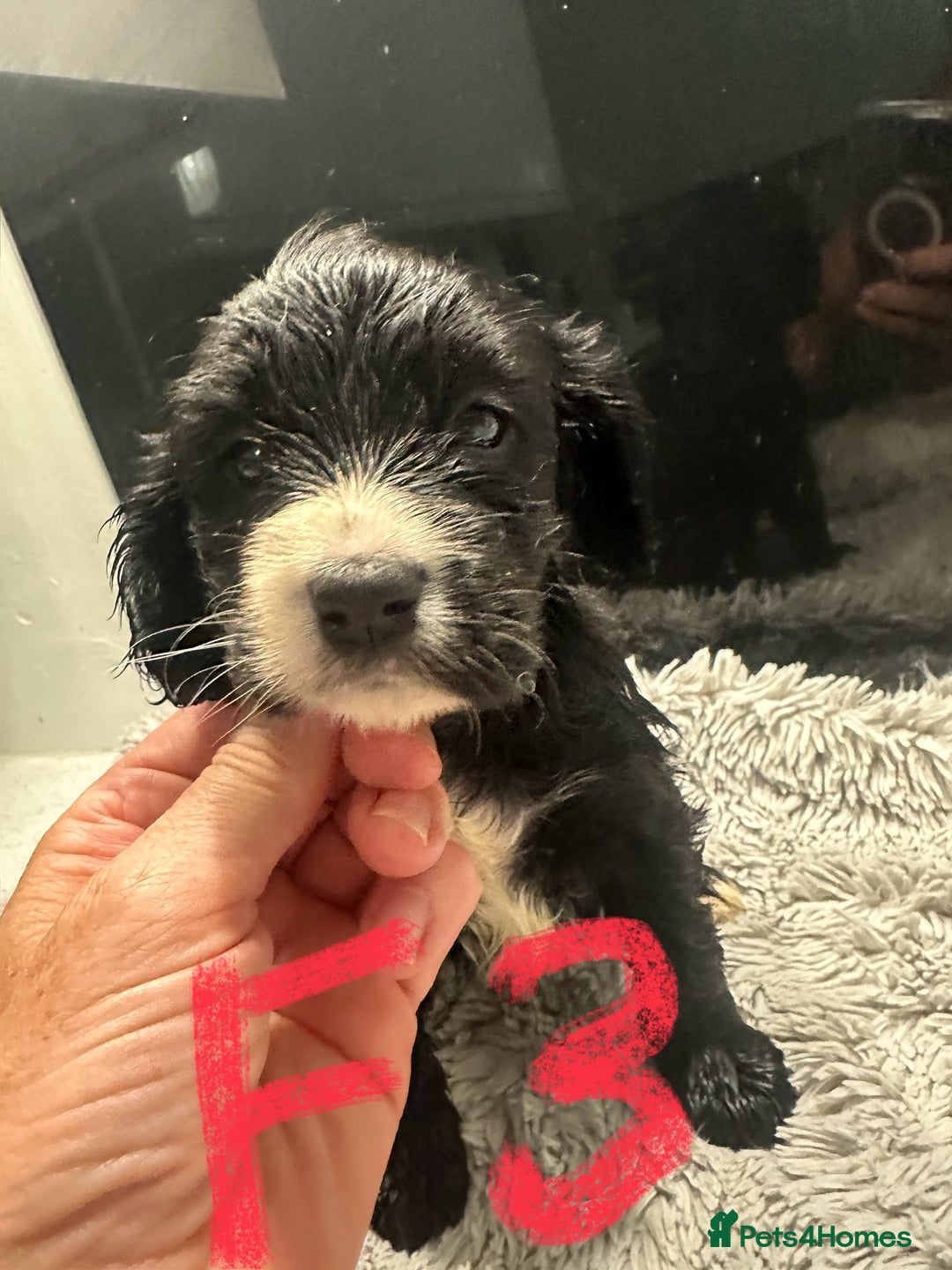 Mixed Breed dogs for sale: Cocker Spaniel x Cavapoo puppies available  - Image 6