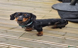 Miniature Dachshund dogs for sale: *URGENT REHOME* Minature Dachsund Male 11 Months - Image 7