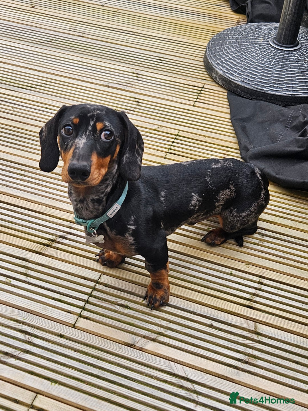 Miniature Dachshund dogs for sale: *URGENT REHOME* Minature Dachsund Male 11 Months - Image 7