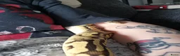 Python Snake reptiles for sale: Fire pastel royal python and viv - Advert 8