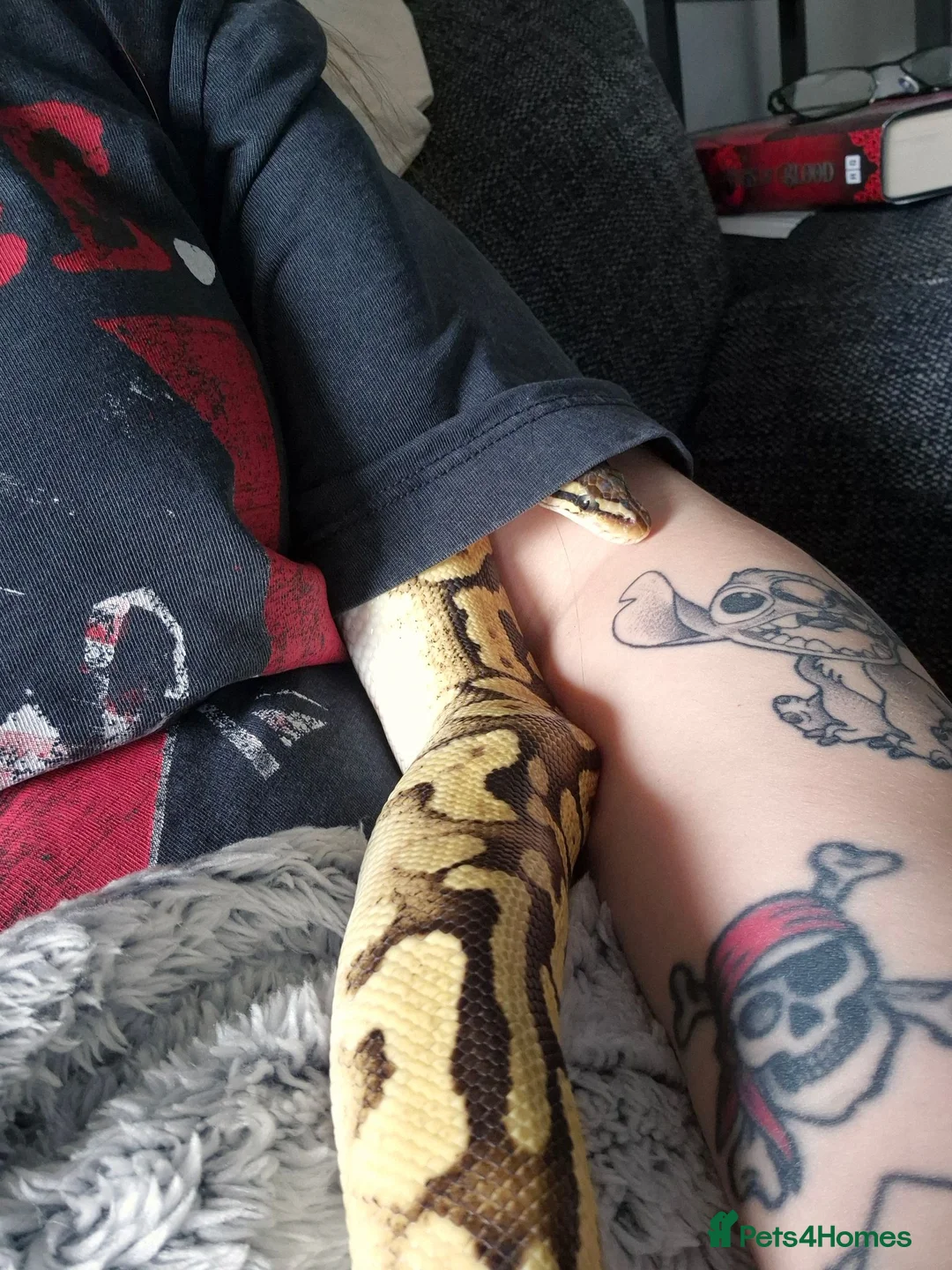 Python Snake reptiles for sale: Fire pastel royal python and viv - Advert 8