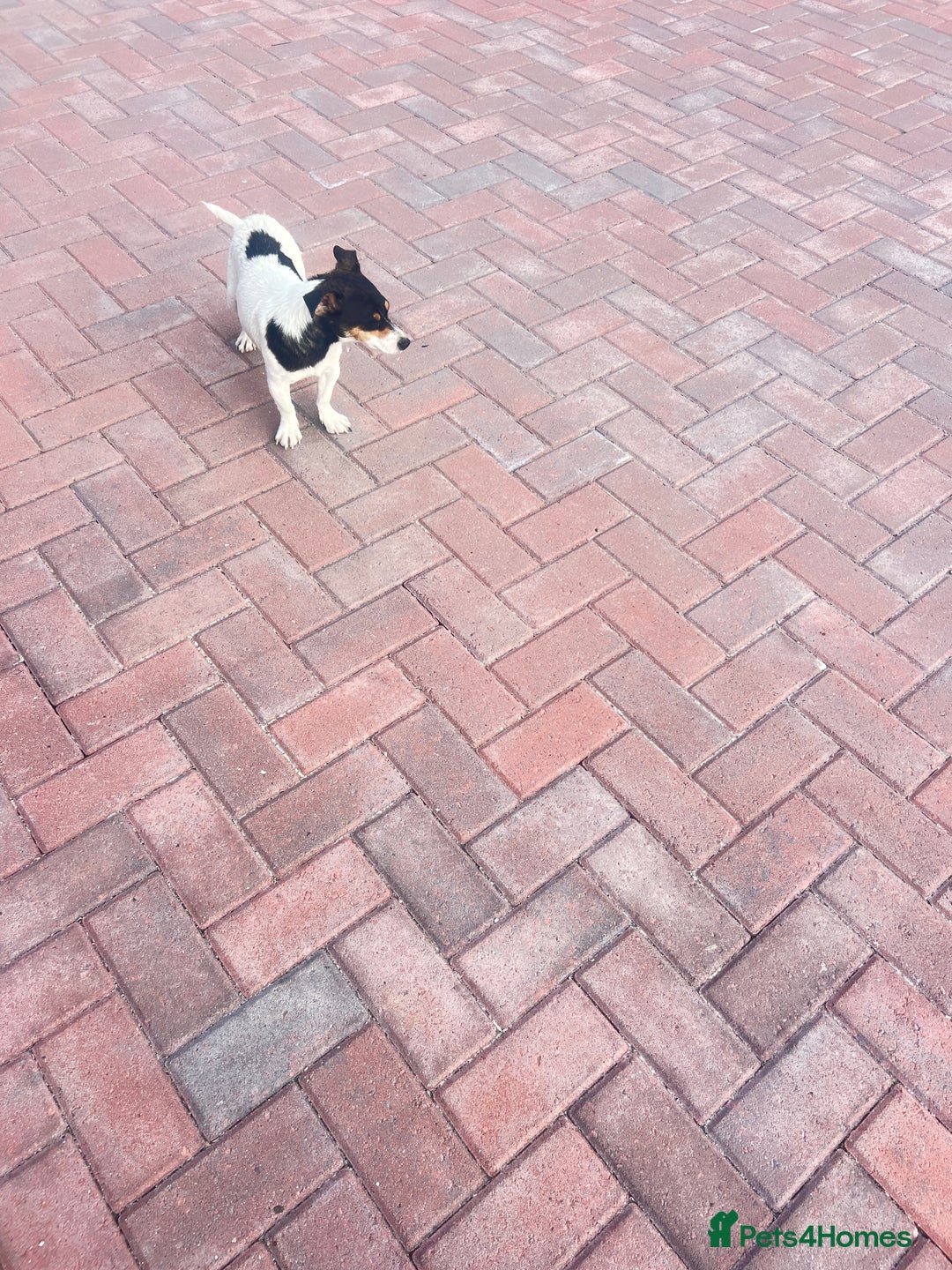 Jack Russell dogs for sale: Adorable Jack Russell puppies - Image 11