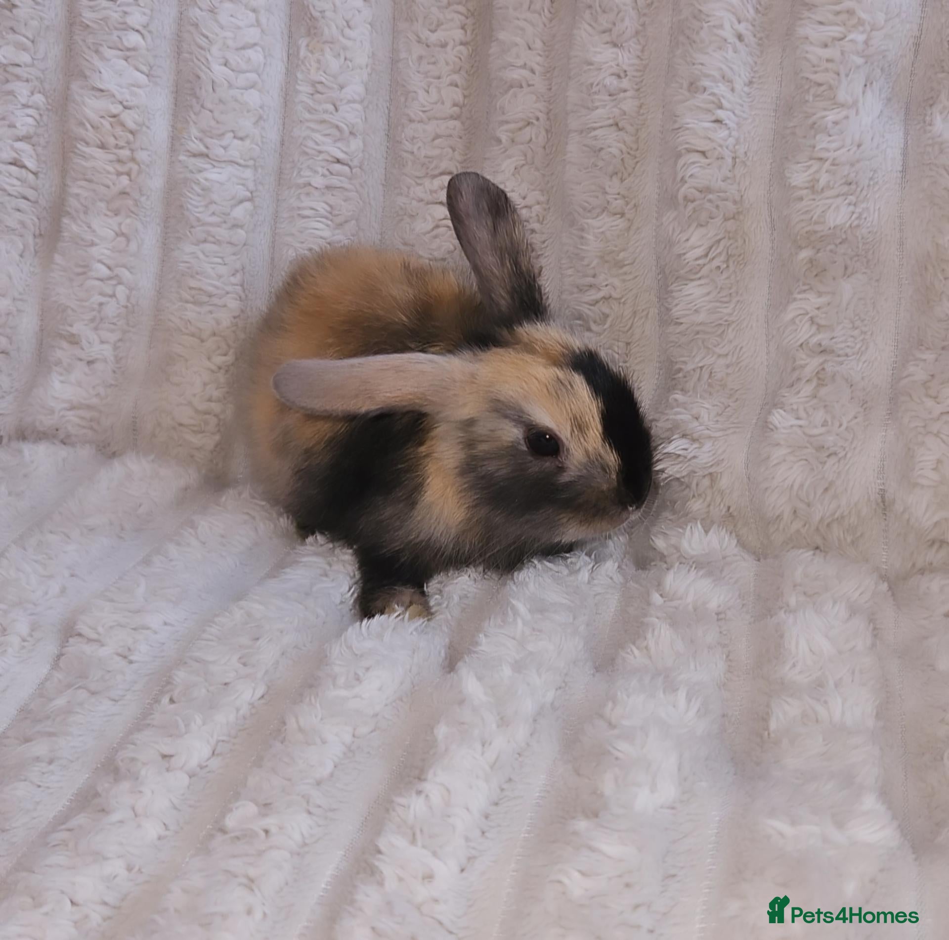 Mini Lop rabbits Baby Rabbits - Advert 2