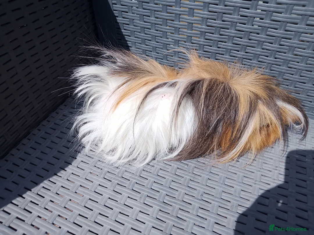 Guinea Pig rodents for sale: Baby and adult boars looking for new homes - Advert 4