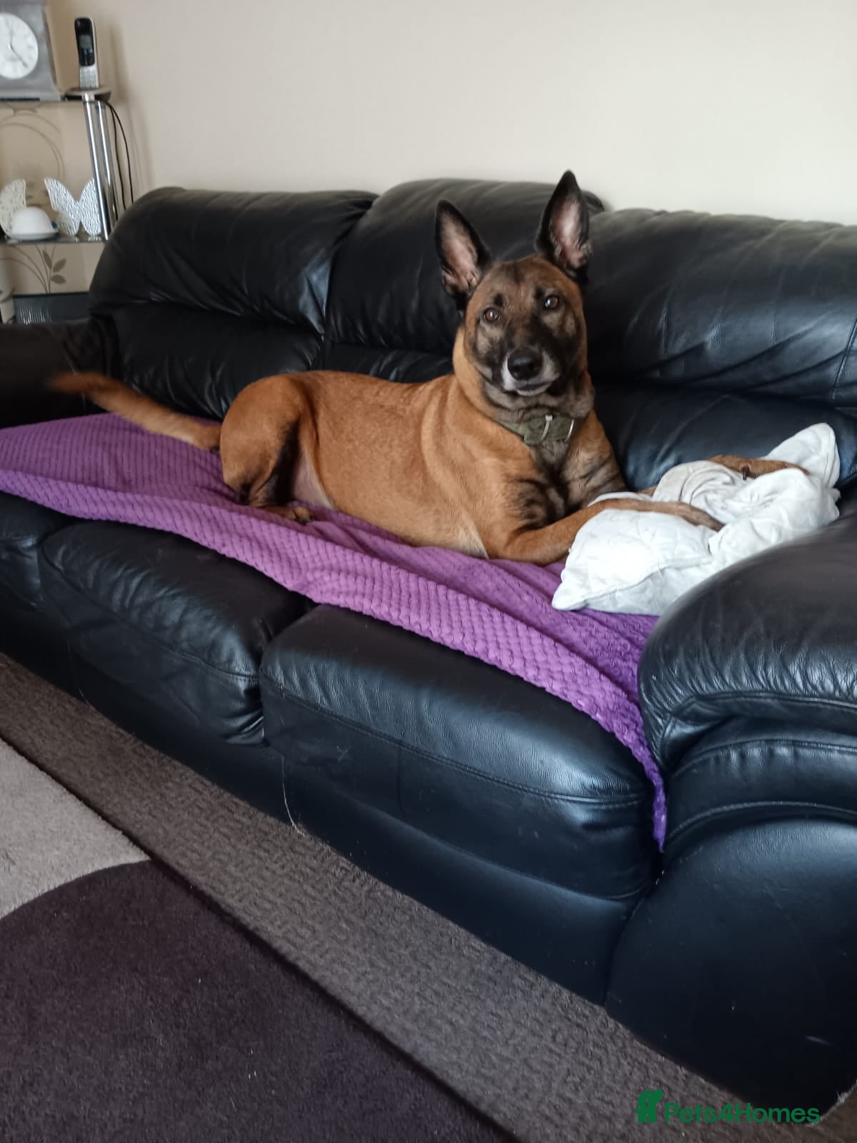 Belgian Shepherd Dog dogs Belgian Shepherd - Malinois  - Advert 3