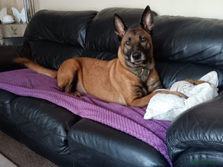 Belgian Shepherd Dog dogs Belgian Shepherd - Malinois - Advert 8