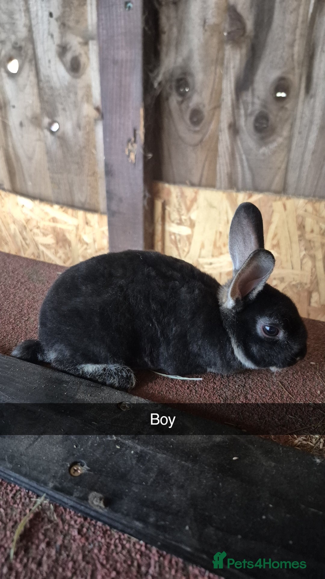 Rex rabbits for sale: Baby Rex rabbits 8 weeks old  - Image 3