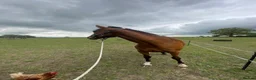 English Thoroughbred horses for sale: 16.1hh Weatherby’s reg TB Mare  - Advert 5