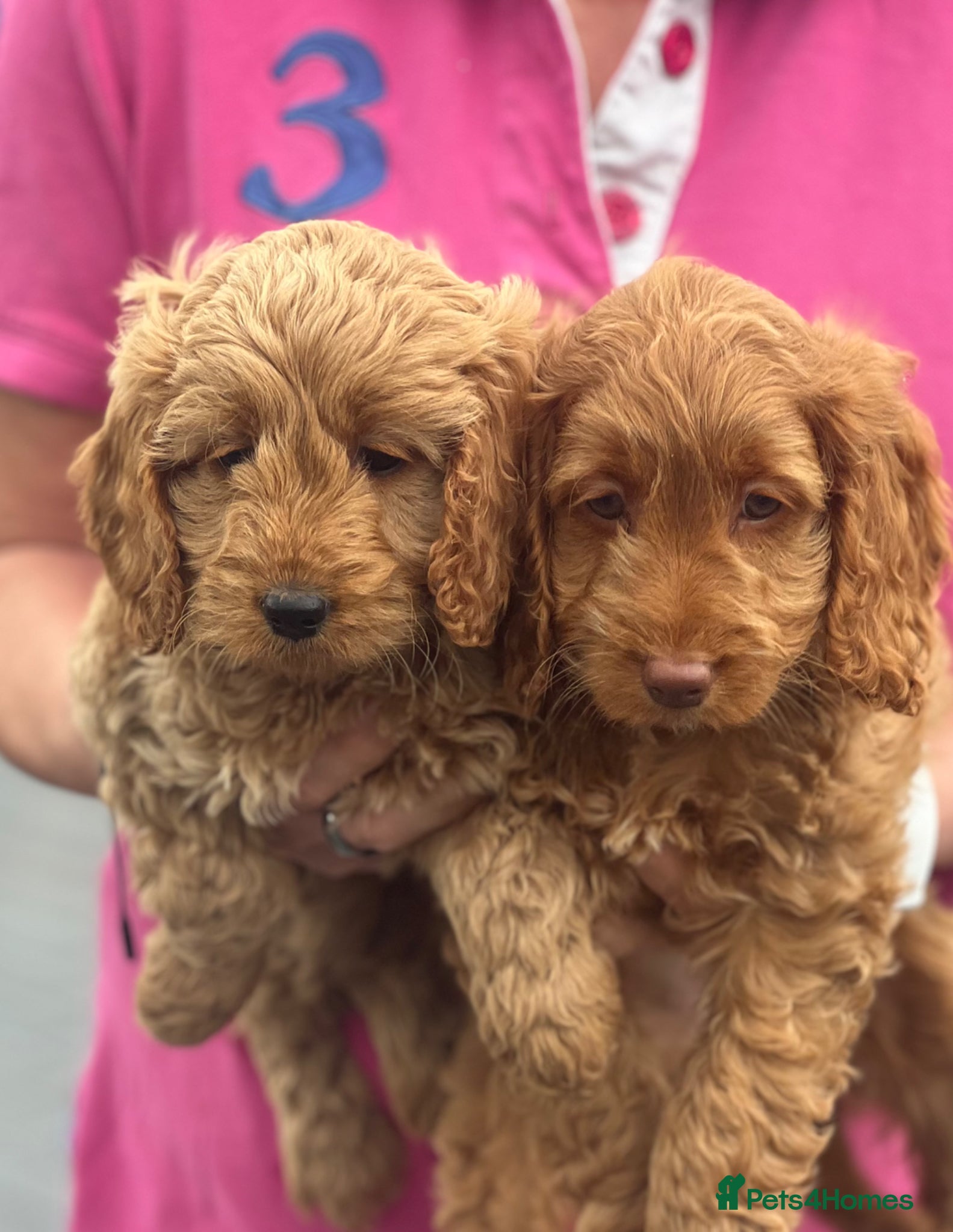 Cockapoo dogs Beautiful F1 Cockapoo girls - Advert 4