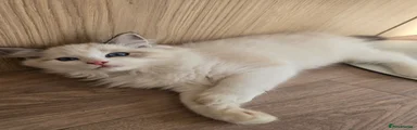 Ragdoll 5