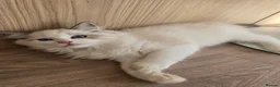 Ragdoll cats for sale: Ragdoll kittens - Advert 3