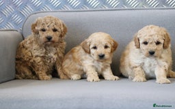 Cavapoochon dogs for sale: Cavapoochon puppies for sale - Advert 13
