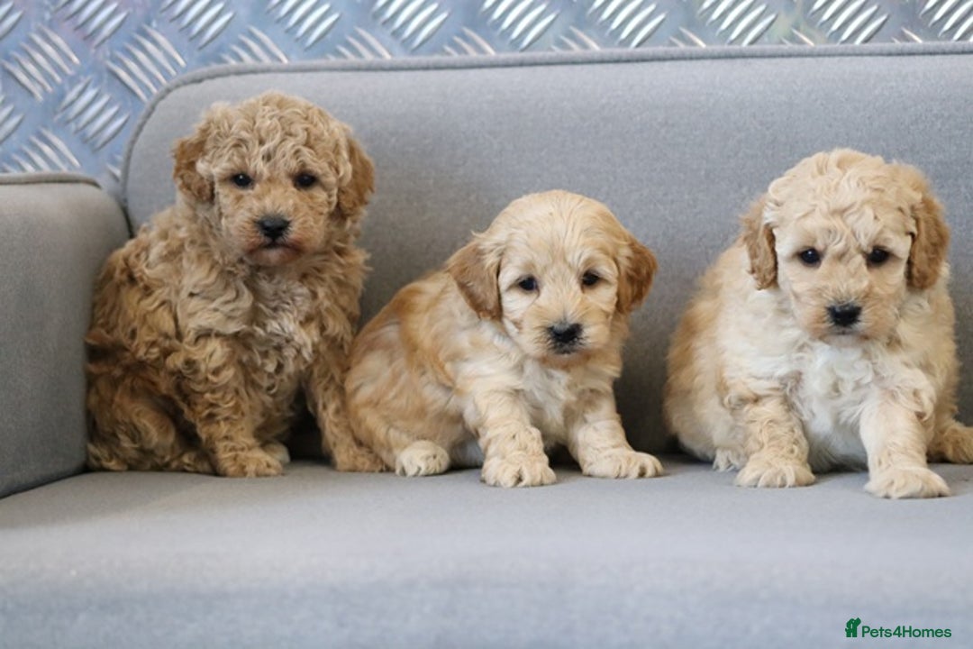 Cavapoochon dogs for sale: Cavapoochon puppies for sale - Advert 13
