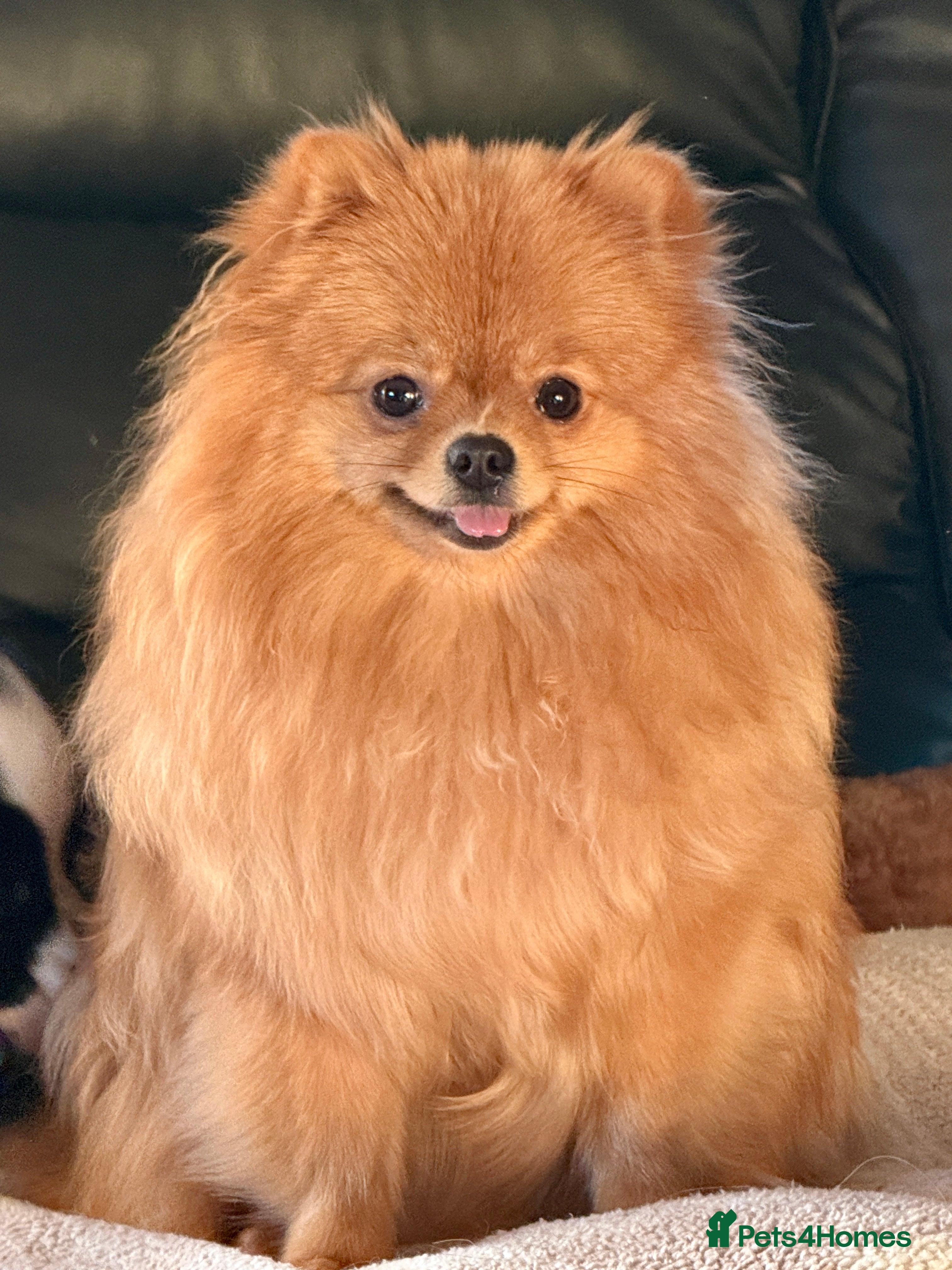 Pomeranian dogs Super Sweet-Pea - Advert 2