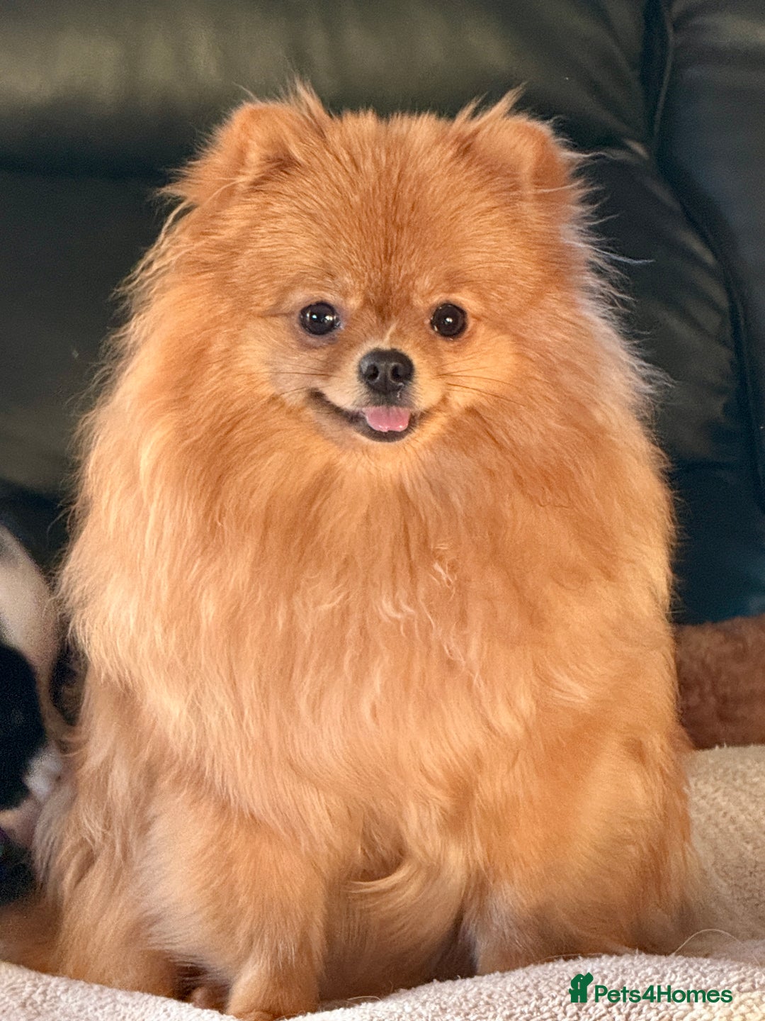 Pomeranian dogs for sale: Super Sweet-Pea - Advert 1