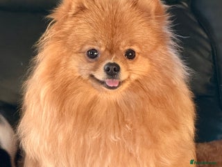 Pomeranian dogs Super Sweet-Pea - Advert 2