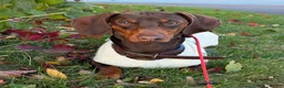 Dachshund dogs for stud: Bear❤️ in Kidderminster - Advert 1