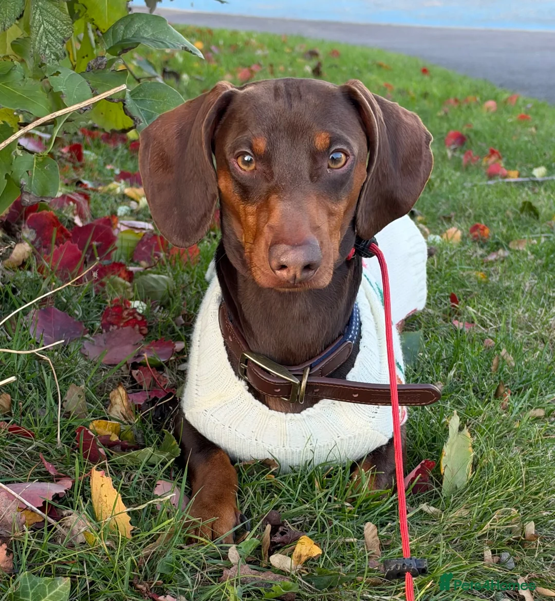 Dachshund dogs for stud: Bear❤️ in Kidderminster - Advert 1