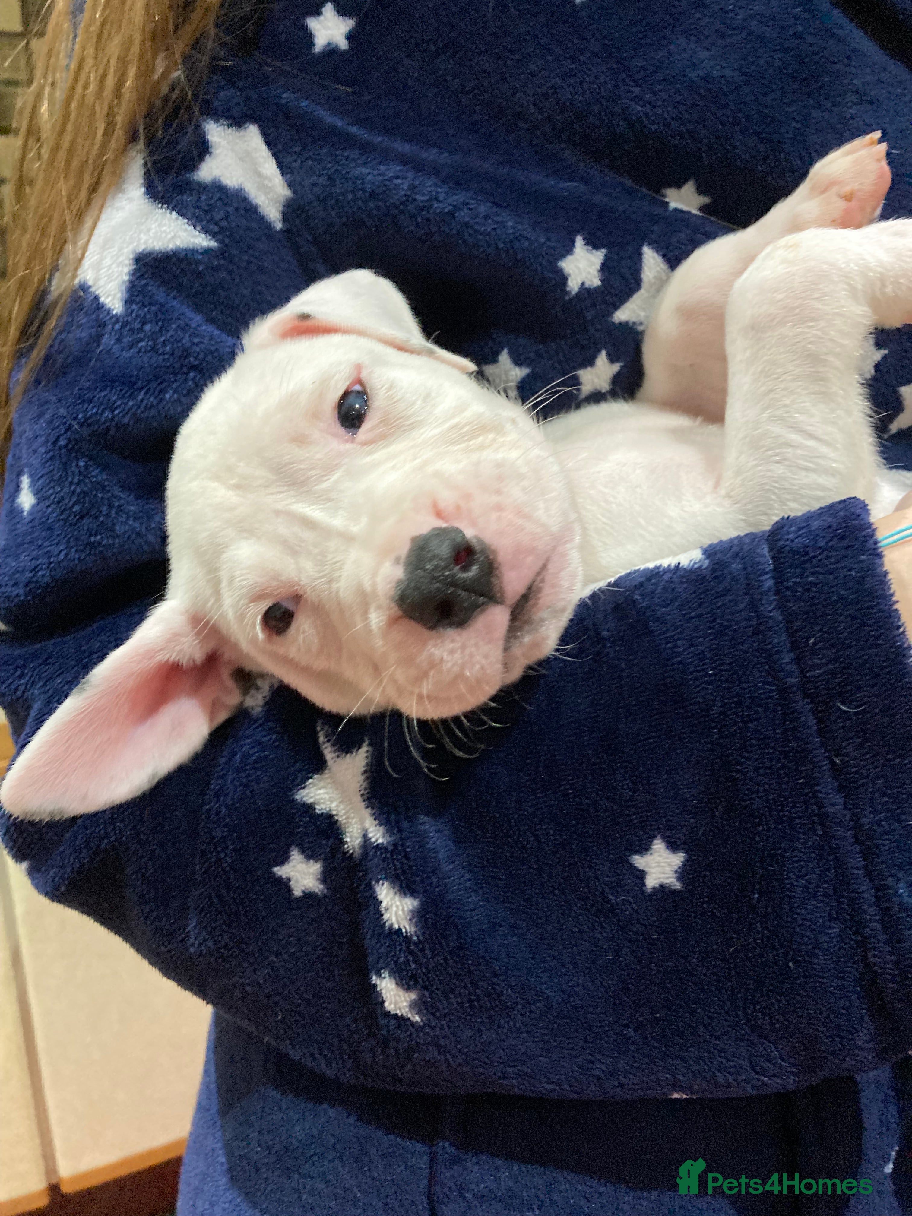 Mixed Breed dogs Mastiff x Staffy READY TO GO TO FOREVER HOME - Advert 12