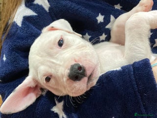 Mixed Breed dogs Mastiff x Staffy READY TO GO TO FOREVER HOME - Advert 12