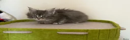 Maine Coon cats for sale: 👑Royal MaineCoon Girls TICA Champion Bloodline!👑 - Advert 7