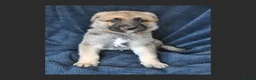 Mixed Breed dogs for sale: 8 beautiful healthy  puppies ,  German shepherd  - Advert 24