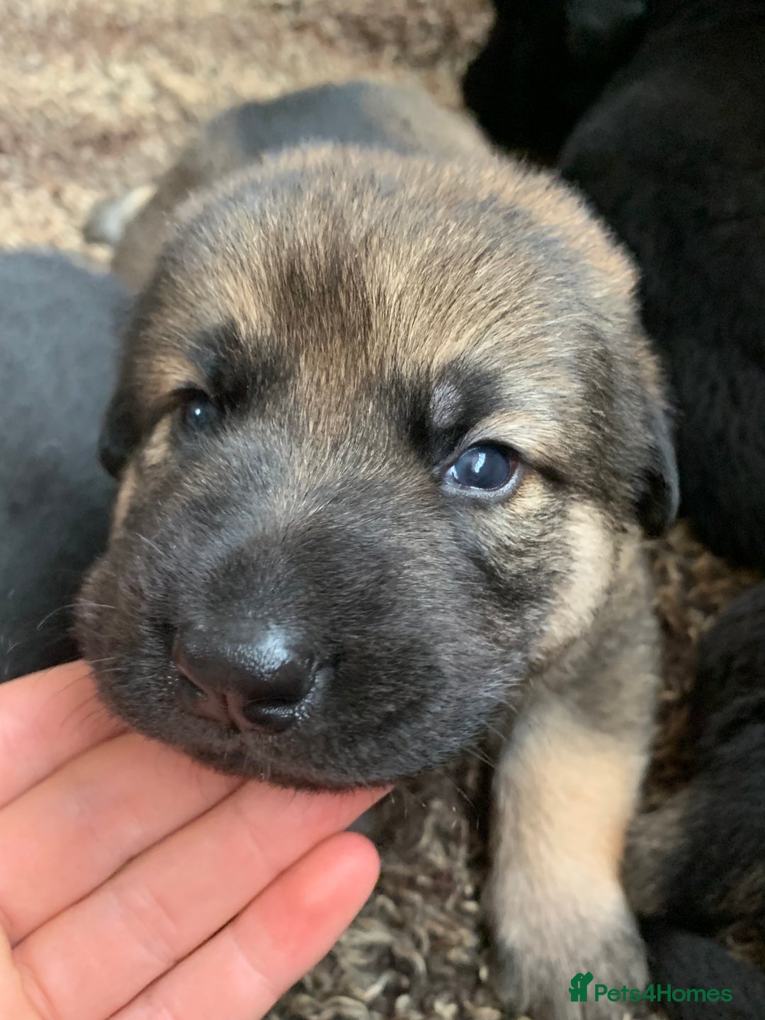 Mixed Breed dogs for sale: Labrador x German Shepard puppies - Image 10