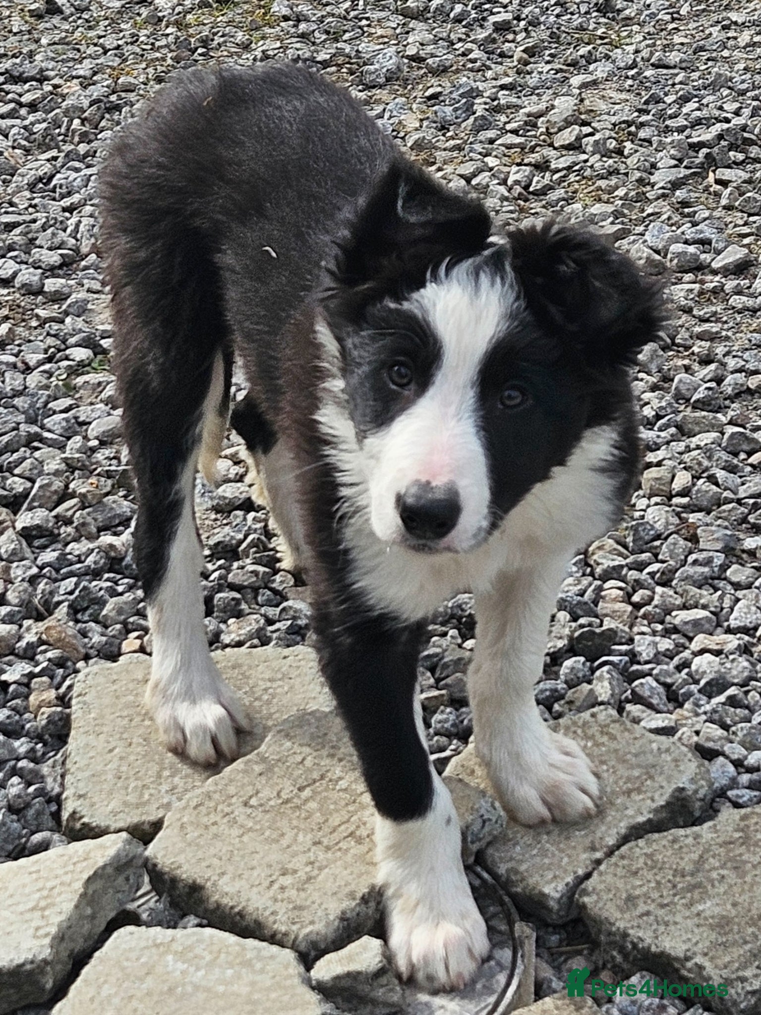 Border Collie dogs ISDS Border Collie Pups - Advert 3