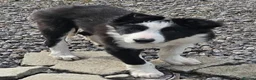 Border Collie dogs for sale: ISDS Border Collie Pups - Advert 1
