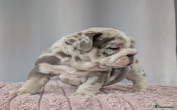 English Bulldog dogs for sale: English Bulldog Puppies  - Advert 19